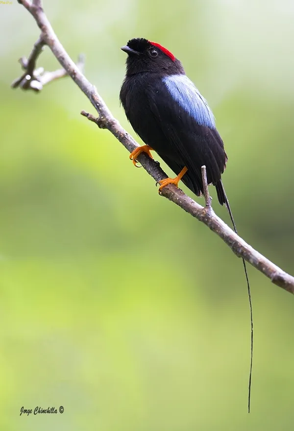Toledo, saltarin toledo